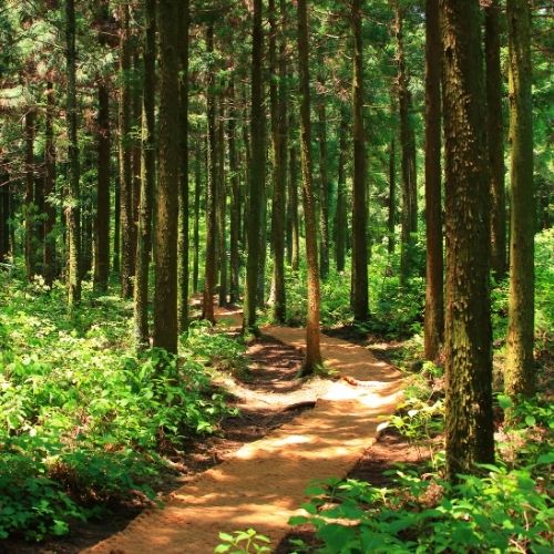 Into The Forest