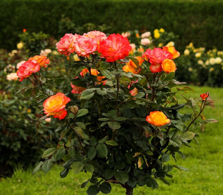 The rose tree
